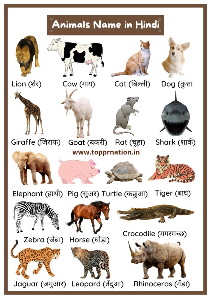 Animals Name in Hindi and English with Pictures (list of animals)