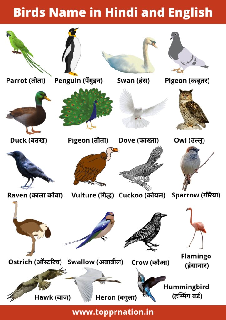 Birds Name in Hindi and English with Pictures