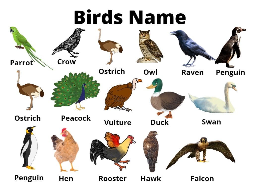 Birds Name in Hindi and English with Pictures (list of birds)