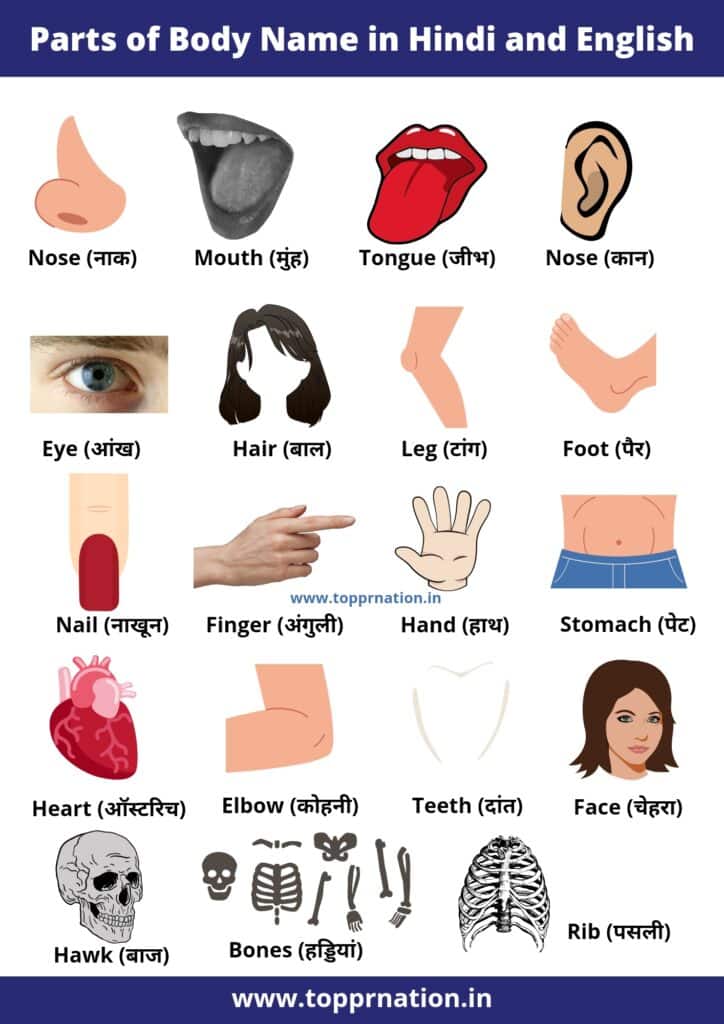 Parts of Body Name in Hindi and English with pictures