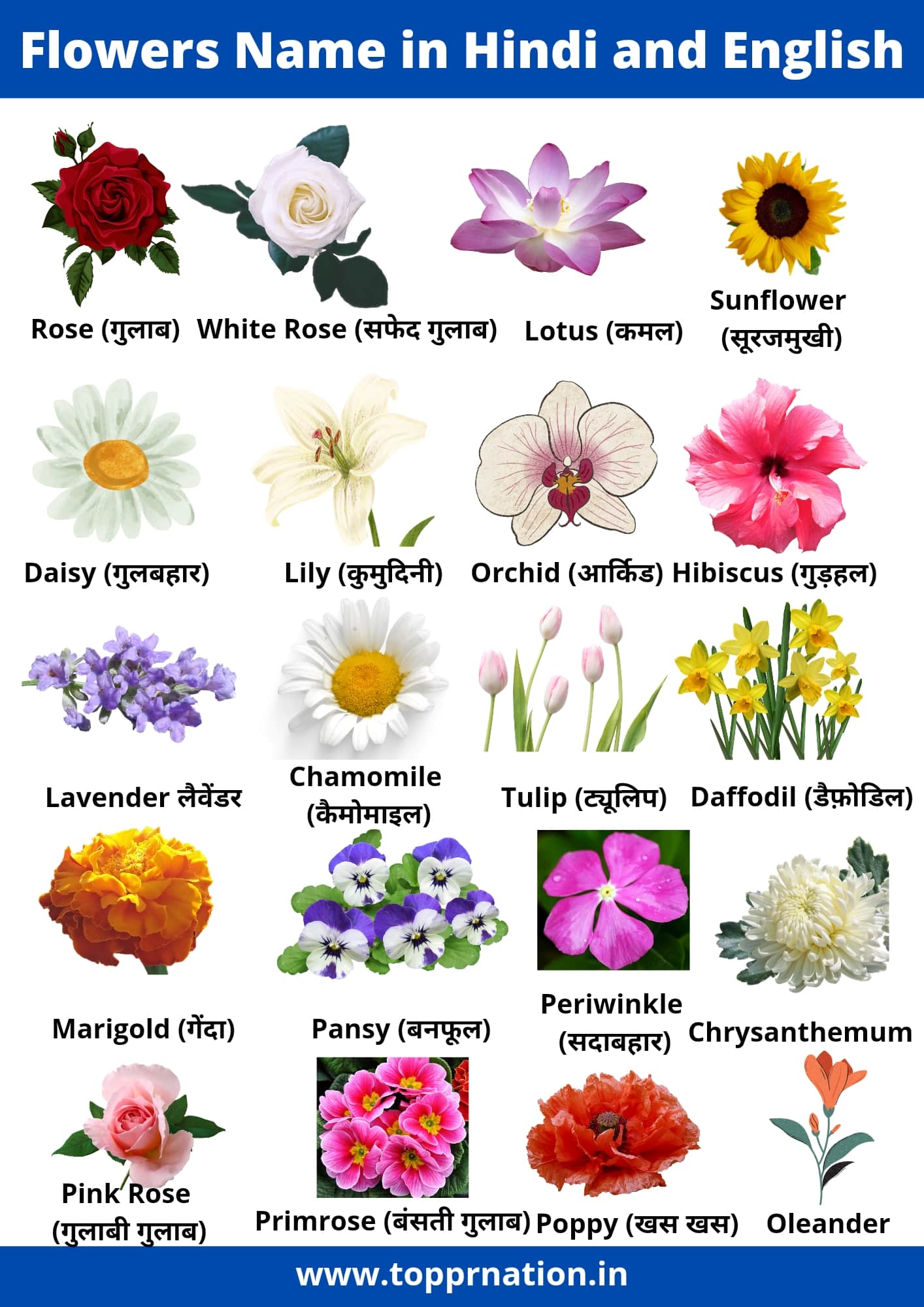 Flowers Name in Hindi and English with Pictures (list of flowers)